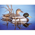 A3 Painting by numbers BLUE WATER MALLARDS