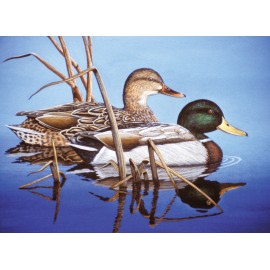 A3 Painting by numbers BLUE WATER MALLARDS