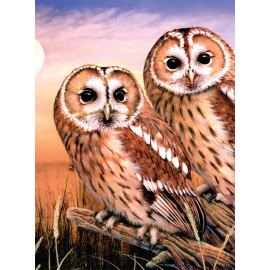 Painting by numbers TAWNY OWLS