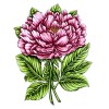 Peony Stamp and Colour Set (5pc)