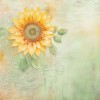 Paperpack - Berries Beauties - Blooming sun 20 x 20 cm