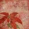 Paperpack - Berries Beauties - Timeless Christmas 20 x 20 cm
