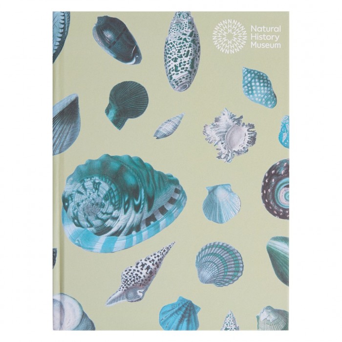 Schetsboek - Schelpen