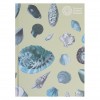 Schetsboek - Schelpen