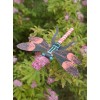 Maak je eigen 3D-insecten